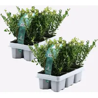 Plant in a Box - Japanische Stechpalme - 48