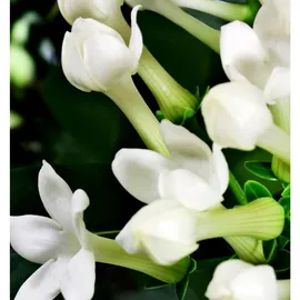 YODEYMA Sophisticate Eau de Parfum 100 ml