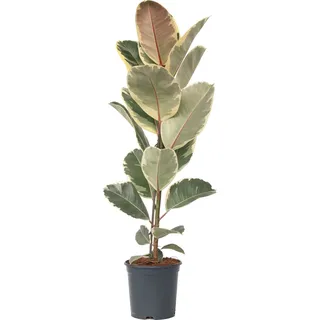 Plant in a Box - Ficus Elastica Tineke Höhe 80-100cm