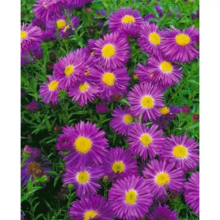 Pflanzen Für Dich Aster novi-belgii 'Violetta', Glattblatt-Aster, ca. 11x11 cm Topf