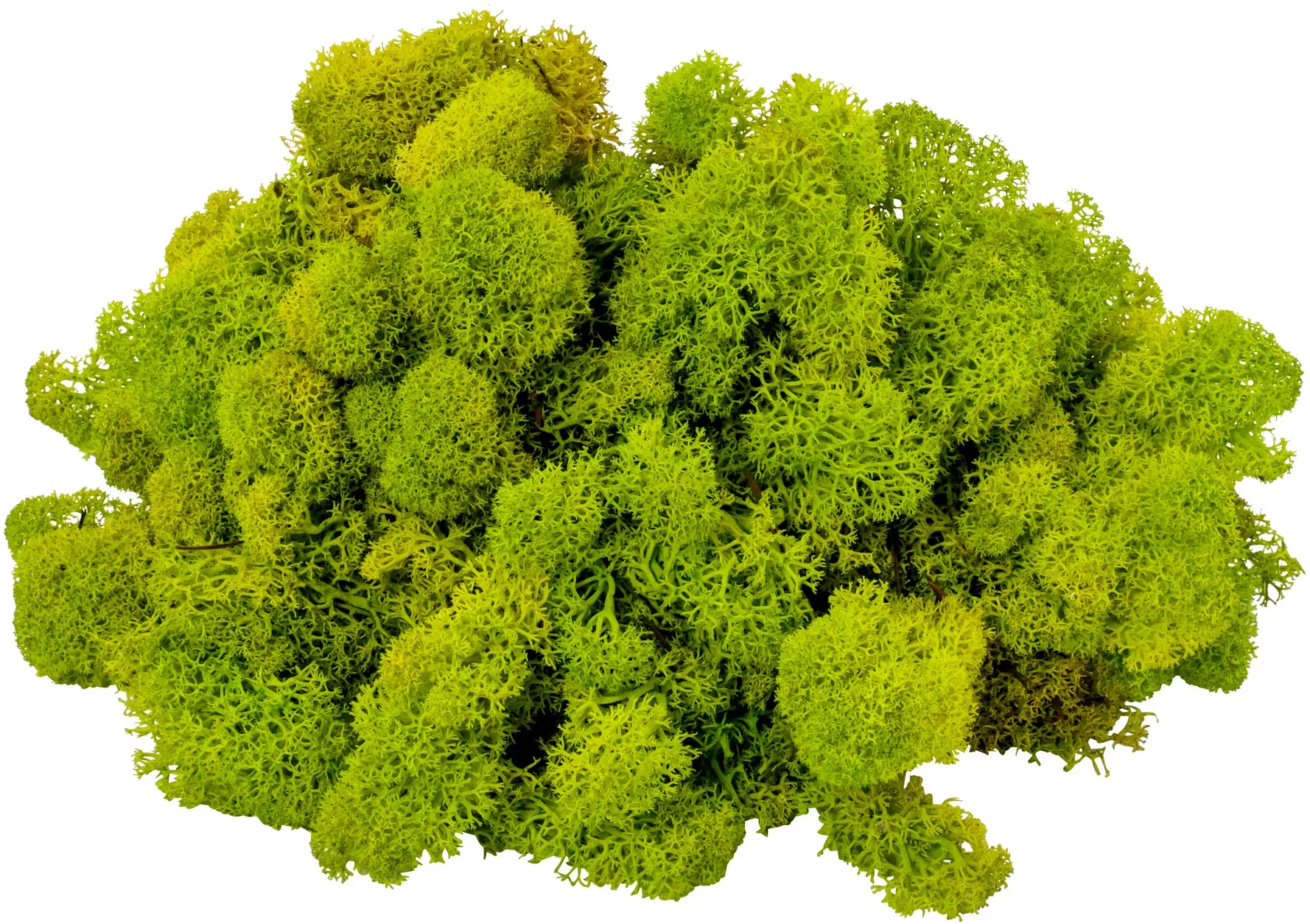 Rentier Moos 1kg Premium lime grün