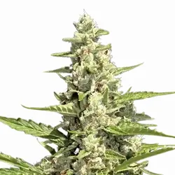 Auto Pandora | Autoflowering Cannabissamen von Paradise Seeds | 5 Hanfsamen