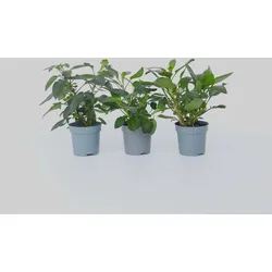 Plant in a Box - Melonenbirne - 6 Stk - Solanum Muricatum 'Pepino gold' - Höhe 25-40cm - Topf 9cm