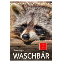 Calvendo Drolliger Waschbär (Tischkalender 2026 DIN A5 hoch), CALVENDO