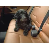 Kleinmetall Click ́n Roll Auto Hundegurt