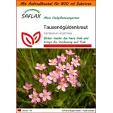SAFLAX - Garden in the Bag - Tausendgüldenkraut - 250 Samen - Mit Substrat im passenden Standbodenbeutel - Centaurium erythraea