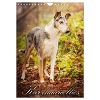 Calvendo Kurzhaarcollies (Wandkalender 2026 DIN A4 hoch), CALVENDO Monatskalender: