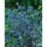 Pflanzen Für Dich Eryngium planum 'Blauer Zwerg', ca. 9x9