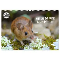 Calvendo Grüsse von der Maus! (Wandkalender 2026 DIN A3