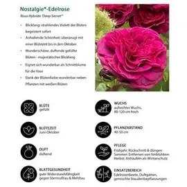 Dehner Nostalgie-Edelrose Deep Secret, Pink, Lila