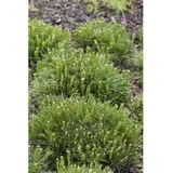 Pflanzen Für Dich Pinus Mugo Mughus Bergkiefer Kompakt Ca. 13 cm Topf