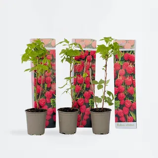 Plant in a Box - Rubus ideaus 'Autumn Bliss' - Höhe 25-40cm