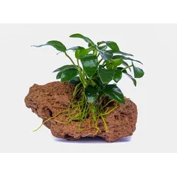 Anubias barteri var. nana 'Bonsai' Topf