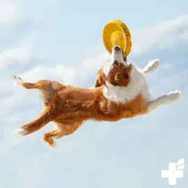 görges naturpharma gmbh Junior Menü Geflügel & Reis 1 kg