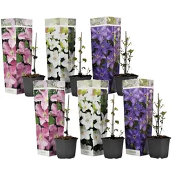 Plant in a Box - Klematis - 6 Stk - Clematis hybrid - Höhe 25-40cm - Topf 9cm