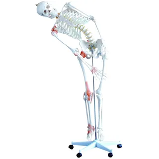 HEINESCIENTIFIC Lebensgroßes menschliches Skelett mit flexibler Wirbelsäule 1 Stück