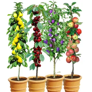 BALDUR Garten 4er Säulen-Obst-Kollektion Birne, Kirsche, Pflaume & Apfel, Pflanzen wurzelballiert, als Säule Birnbaum, Kirschbaum, Pflaumenbaum, Apfelbaum, Obstbaum-Kollektion, winterhart