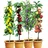 BALDUR Garten 4er Säulen-Obst-Kollektion Birne, Kirsche, Pflaume & Apfel, Pflanzen wurzelballiert, als Säule Birnbaum, Kirschbaum, Pflaumenbaum, Apfelbaum, Obstbaum-Kollektion, winterhart