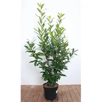 Pflanzen Für Dich Prunus laurocerasus 'Caucasica' 120–140 cm