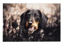 ASTRA Deco Print Motiv-Fußmatte, strapazierfähig, ca. 40 × 60 cm D.106 C.999 , Motiv: Dackel