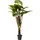 Kare DESIGN Kunstpflanze Rainforest 60720 Kunststoff Grün