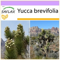 SAFLAX - Joshua Tree - 10 Samen - Yucca