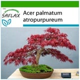 Saflax - Bonsai - Roter Fächerahorn - 20 Samen - Mit keimfreiem Anzuchtsubstrat