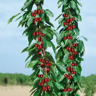 Kölle Bio Säulenkirsche 'Sylvia', Unterlage Prunus Colt, Topf 10 Liter