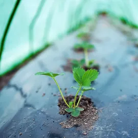 ECD Germany 1x Folientunnel Pflanztunnel 300x55x35 cm Gartenzubehör, Hochbeete