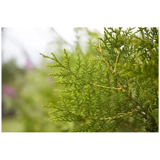 Pflanzen Für Dich Thuja occidentalis 'Brabant' 100–125 cm