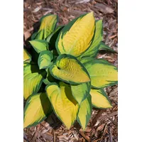 Pflanzen Für Dich Hosta x fortunei 'Orange Marmalade' Funkie,