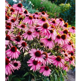BALDUR Garten 3x Echinacea purpurea, Pflanzen im 9x9 cm-Topf, Purpuroter Sonnenhut, 4-6 Pflanzen pro Quadratmeter, bienen- & schmetterlingsfreundlich, winterharte Staude, mehrjährig, blühend