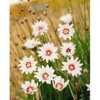Pflanzen Für Dich Catananche caerulea 'Alba', weiße Blüten, ca.