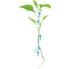 Cat's Best Original 40 l