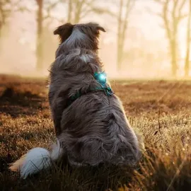 Orbiloc Dog Dual Light Türkis