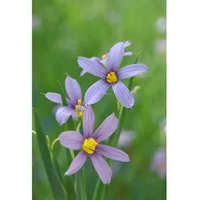 Pflanzen Für Dich Sisyrinchium angustifolium, Schmalblättriges Blauauge ca. 9x9