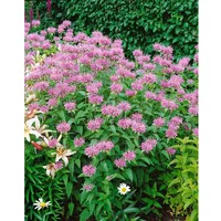 Pflanzen Für Dich Monarda fistulosa var.menthifolia p 0,5