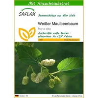 SAFLAX - Weißer Maulbeerbaum - 200 Samen - Mit