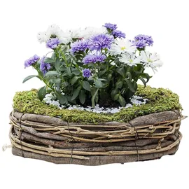 Dekoleidenschaft Pflanzschale Natur Ø 26 cm Beige