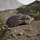 adidas Terrex Trailmaker 2 GTX Damen Earth Strata/Trace Brown/Chalky Brown 38 2/3