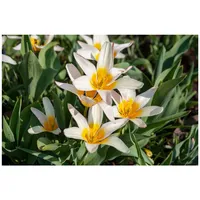 Pflanzen Für Dich Tulipa tarda, Wildtulpe, ca. 9x9 cm