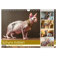 Calvendo Sphinx Katzen. Eleganz auf leisen Pfoten (Wandkalender 2026