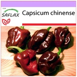 Saflax - Chili - Habanero Chocolate - 10 Samen - Capsicum chinense