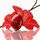 TIRTIR Mask Fit Red Cushion LSF 40 21C cool ivory 4,5 g