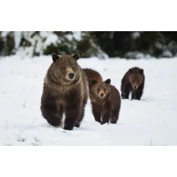 Fototapete PAPERMOON "GRIZZLEY BÄR-MIT JUNGEN WINTER NATUR WILDE TIERE WALD", bunt, B:3,00m L:2,23m, Vlies, Tapeten