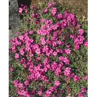 Pflanzen Für Dich Phlox stolonifera 'Home Fires', Teppich-Phlox, rosa,