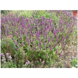 Teucrium hyrcanicum, Gamander, ca. 9x9 cm Topf, aromatisch
