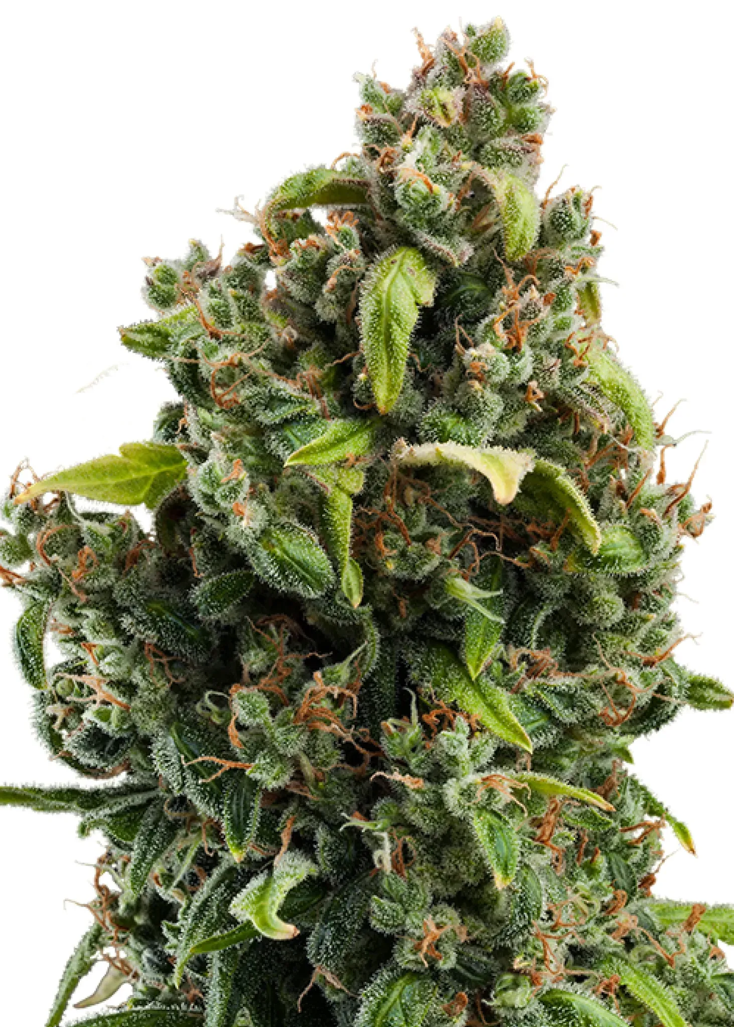 Royal Queen Seeds Candy Kush Express - Fast 1 Samen