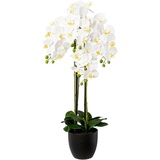 Creativ green Kunstorchidee »Phalaenopsis im Resintopf«, weiß