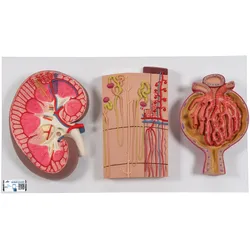 Modell Serie mit Nierenschnitt, Nephron, Blutgefäßen & Nierenkörperchen - 3B Sma...